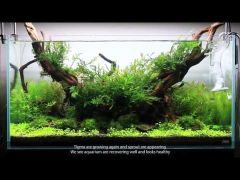 Europeanaquaristics